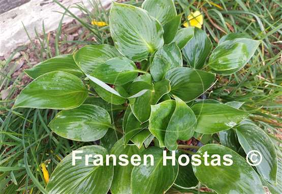 Hosta Green Deal